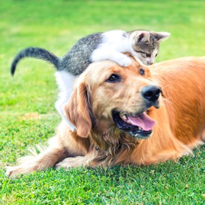 Domestic cat and golden retriever in grass.