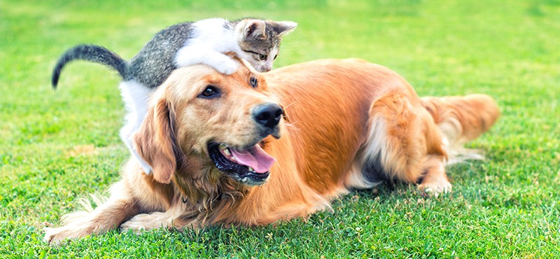 Domestic cat and golden retriever in grass.