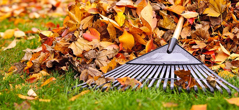 fall supplies leaves with rake