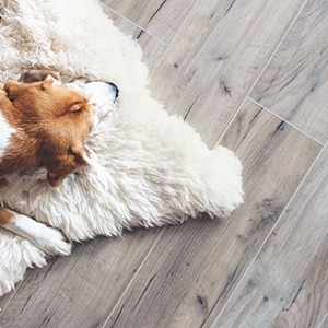 laminate flooring under a sheepskin rug and a sleeping dog