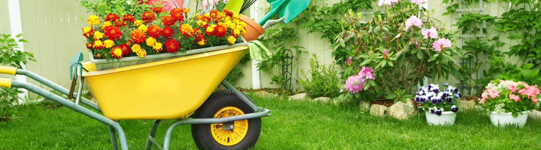 yellow wheelbarrow filled with flowers and yard tools on green grass in the spring