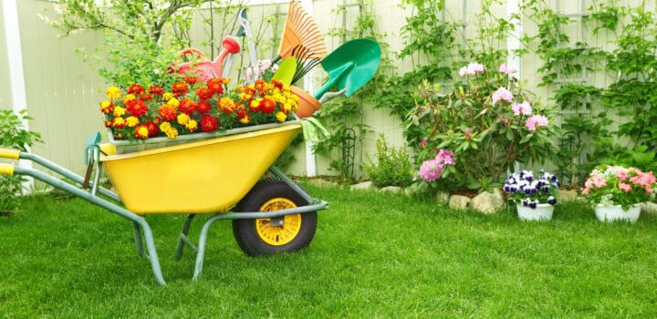 yellow wheelbarrow filled with flowers and yard tools on green grass in the spring